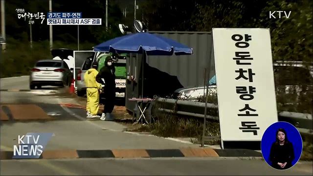 파주·연천 멧돼지 폐사체서 ASF 검출···"남하 총력 차단"