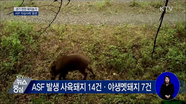 경기 연천 ASF 의심사례 '음성' 판정