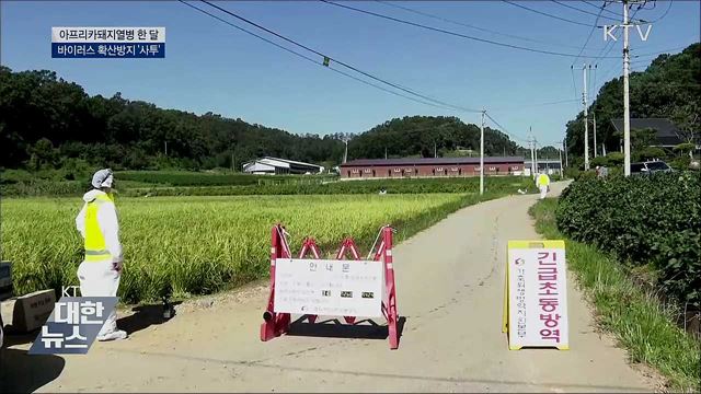 아프리카돼지열병 한 달···확산방지 '사투'