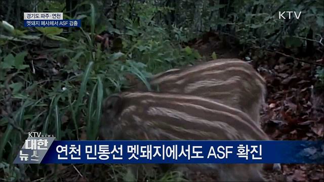 파주·연천 멧돼지 폐사체서 ASF 검출···"남하 총력 차단"