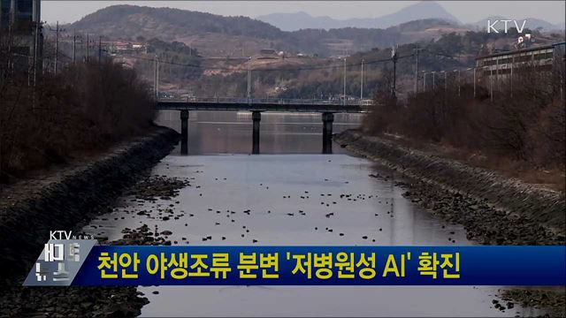 천안 야생조류 분변 '저병원성 AI' 확진