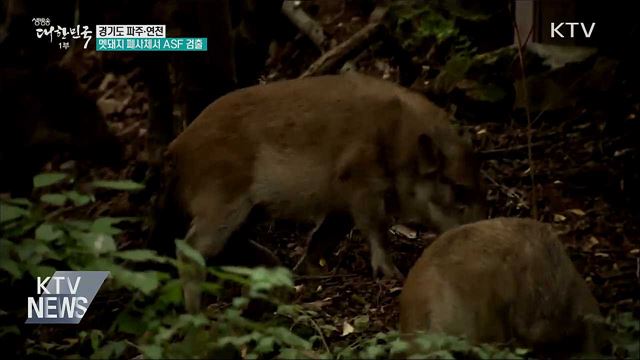 파주·연천 멧돼지 폐사체서 ASF 검출