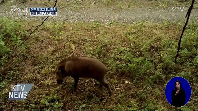 연천 멧돼지서 잇따라 확진 판정···11마리째