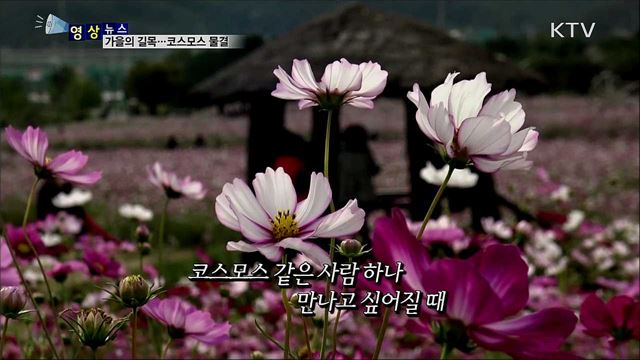 가을의 길목···코스모스 물결 [한국의 美]