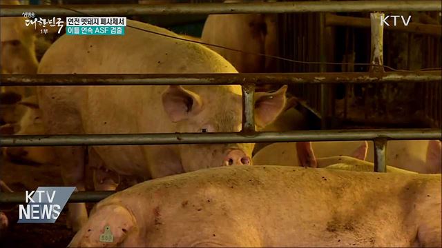 연천 멧돼지서 잇따라 ASF 검출···11마리째