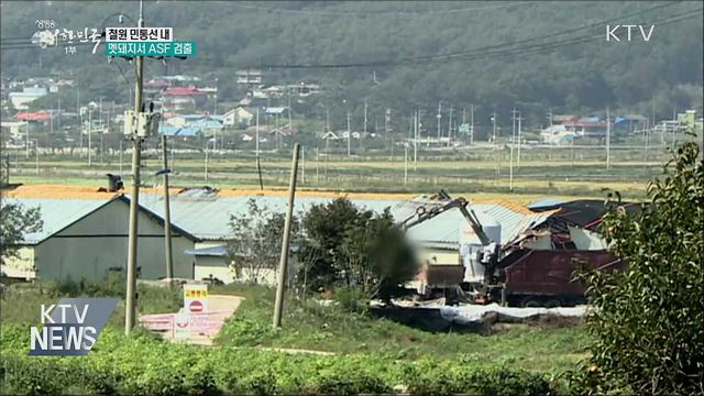 철원 민통선 내 멧돼지서 ASF 검출···12마리째