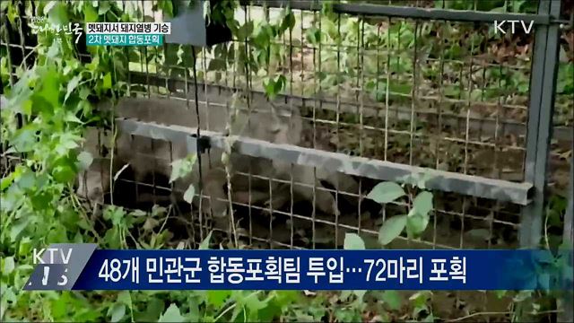 멧돼지서 돼지열병 기승···2차 멧돼지 합동포획