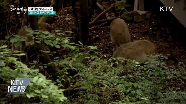 2차 멧돼지 포획···피해 농가 경영안정 지원