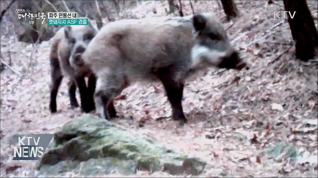 파주 민통선 내 멧돼지서 ASF 검출···14마리째