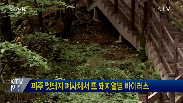 파주 멧돼지 폐사체서 또 돼지열병 바이러스