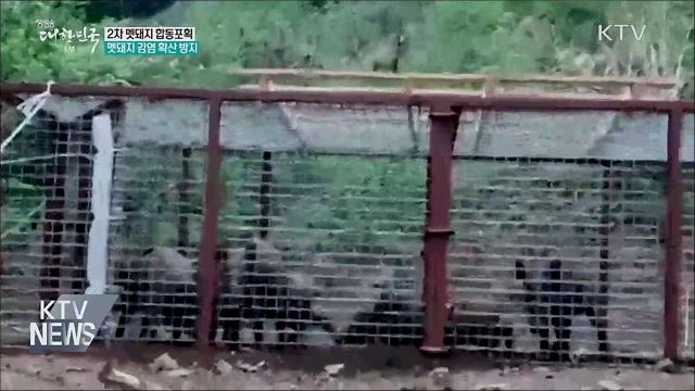 2차 멧돼지 합동포획···멧돼지 감염 차단