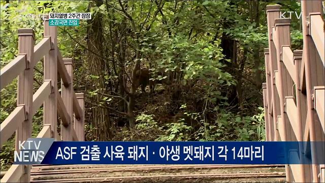 아프리카돼지열병 2주간 잠잠···소강국면 진입