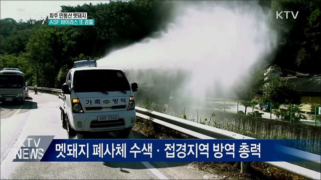 파주 민통선 멧돼지서 또 바이러스···14마리째