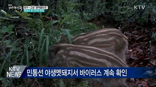 파주∼고성 광역울타리···멧돼지 총기포획 확대