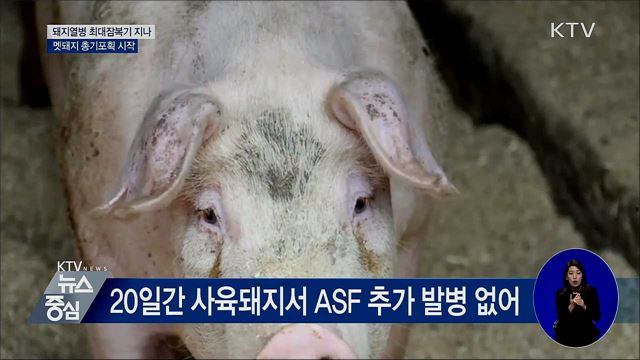 돼지열병 최대잠복기 지나···총기포획 시작