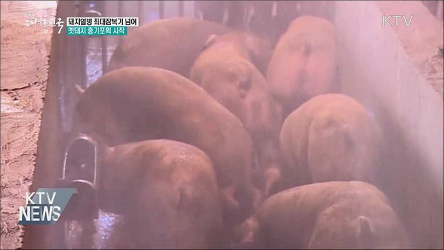 돼지열병 최대잠복기 지나···총기포획 시작