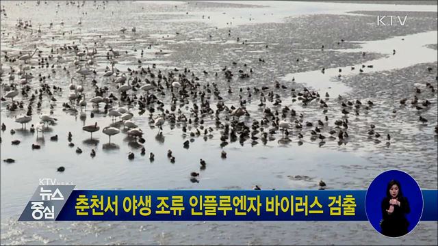 춘천서 야생 조류 인플루엔자 바이러스 검출