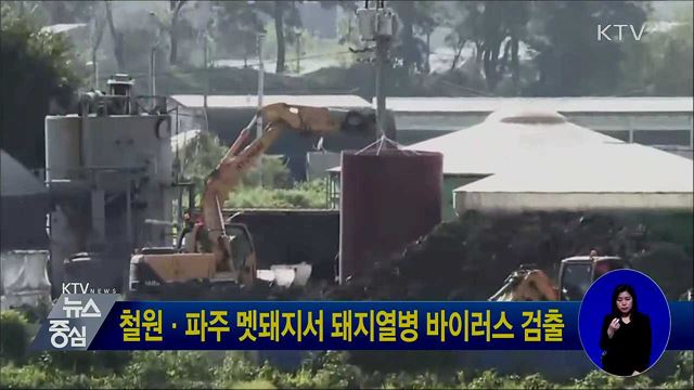 철원·파주 멧돼지서 돼지열병 바이러스 검출