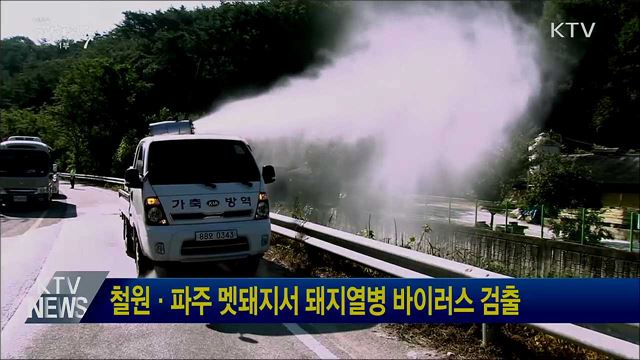 철원·파주 멧돼지서 돼지열병 바이러스 검출