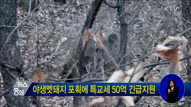 야생멧돼지 포획에 특교세 50억 긴급지원