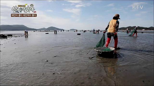 태안이 좋다 태안댁이 좋다