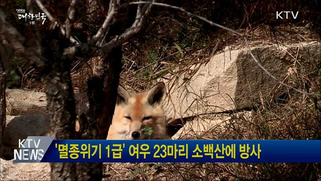 '멸종위기 1급' 여우 23마리 소백산에 방사