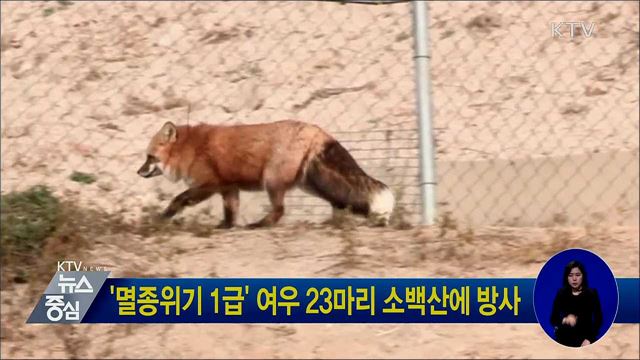 '멸종위기 1급' 여우 23마리 소백산에 방사