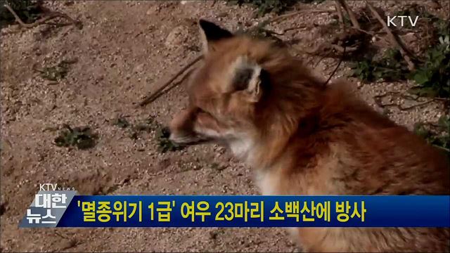 '멸종위기 1급' 여우 23마리 소백산에 방사