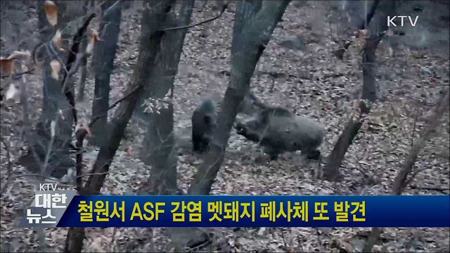 철원서 ASF 감염 멧돼지 폐사체 또 발견