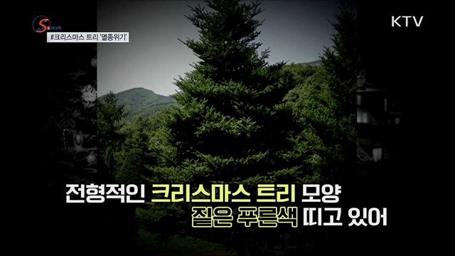 '크리스마스 트리' 멸종위기로 내몰리다 [S&News]