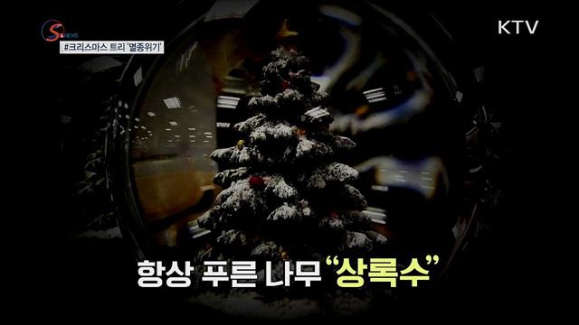 '크리스마스 트리' 멸종위기로 내몰리다 [S&News]