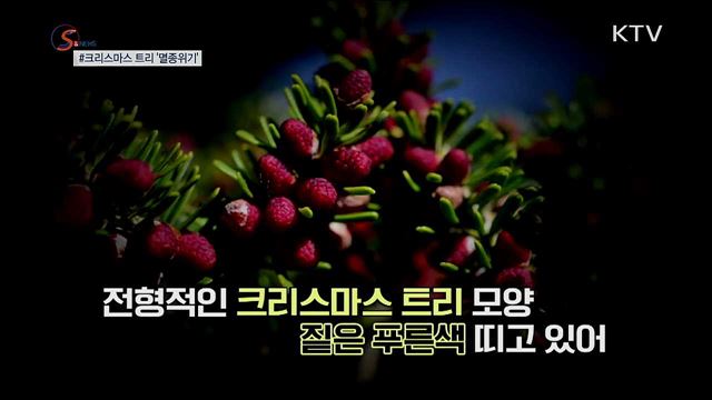 '크리스마스 트리' 멸종위기로 내몰리다 [S&News]