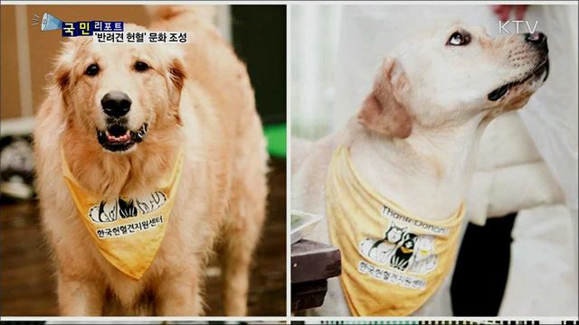 생명 살리고 공혈견에 휴식을···'반려견 헌혈' 문화 만들자