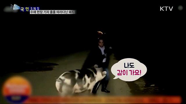 수해 현장 기자 졸졸 따라다닌 '황당 돼지'