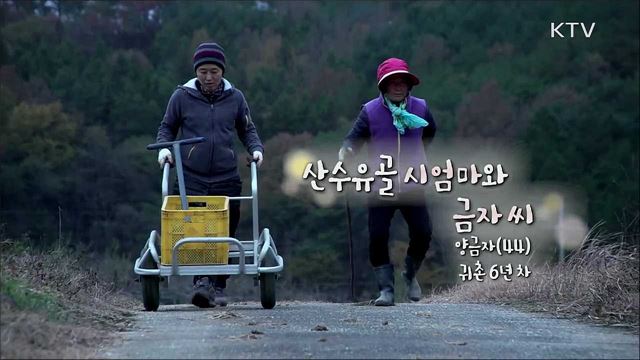 산수유골 시엄마와 금자 씨