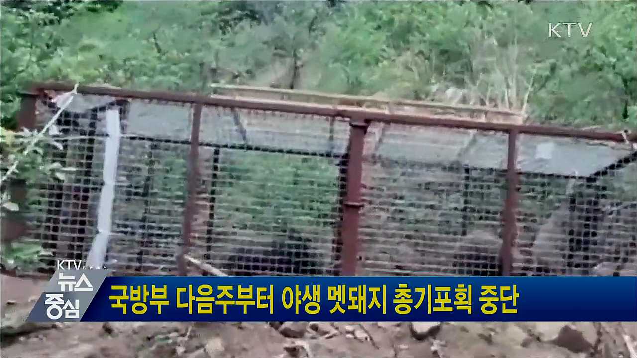 국방부 다음주부터 야생 멧돼지 총기포획 중단