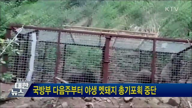 국방부 다음주부터 야생 멧돼지 총기포획 중단