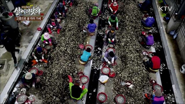 고흥으로 굴 따러 가세!