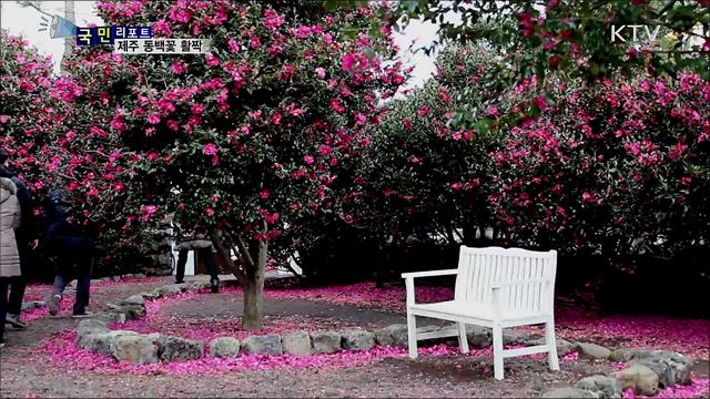 겨울 삭막함 저 멀리···제주 동백꽃 만개