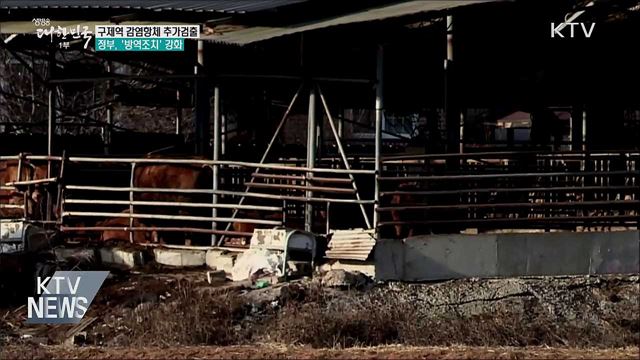 강화서 구제역 감염항체 추가 검출···방역 강화