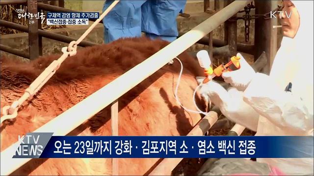 강화서 '구제역 감염 항체' 추가 검출···방역 강화