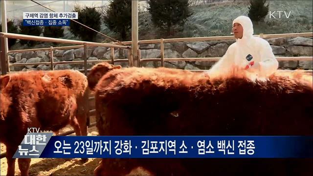 강화서 '구제역 감염 항체' 추가 검출···방역 강화