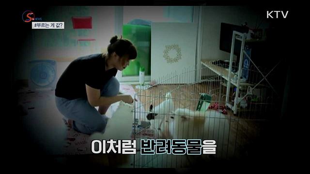 동물 이빨 뽑는데 40만 원? [S&News]