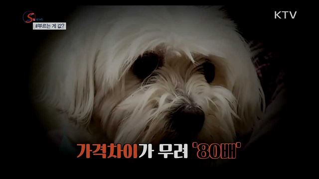 동물 이빨 뽑는데 40만 원? [S&News]