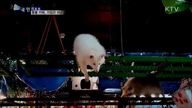 늘어나는 동물카페···관리 지침은 허술