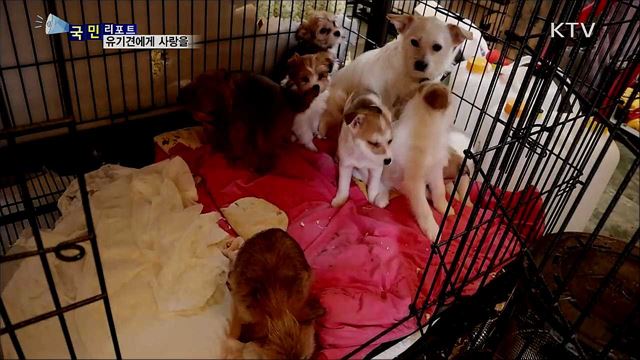 안 쓰는 이불 기부하세요···유기견에 사랑을