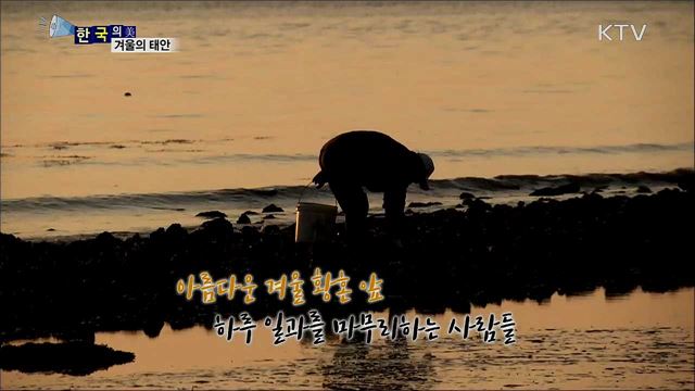 겨울의 태안 [한국의 美]