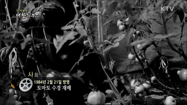 다시보는 대한늬우스 (84. 2. 21)