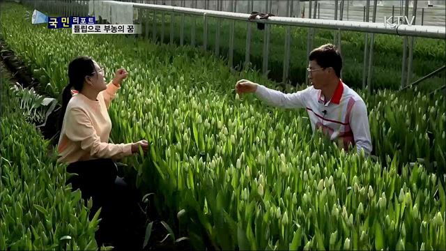 튤립 재배···부농의 꿈 이룬다