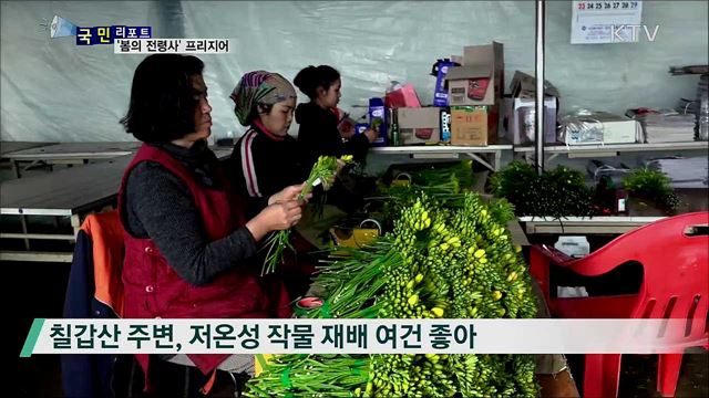 온난화 영향···'봄의 전령사' 프리지어 출하